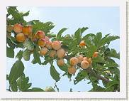 2007-08-12_16-10-28_Aout_200,0mm_1_250_eme_DiMAGE A2 * 2560 x 1920 * (2.68MB)